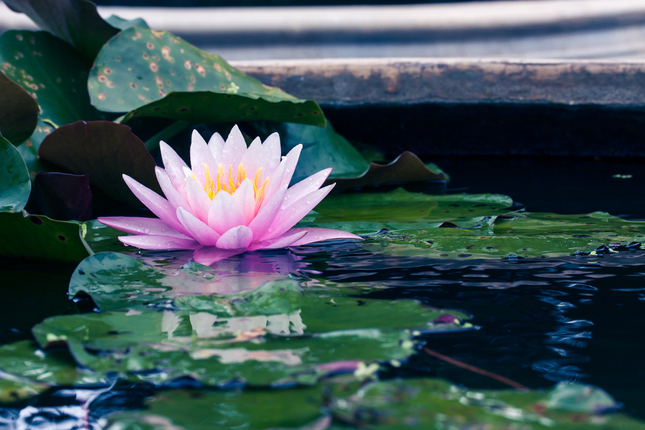 beautiful lotus or water lily in pond