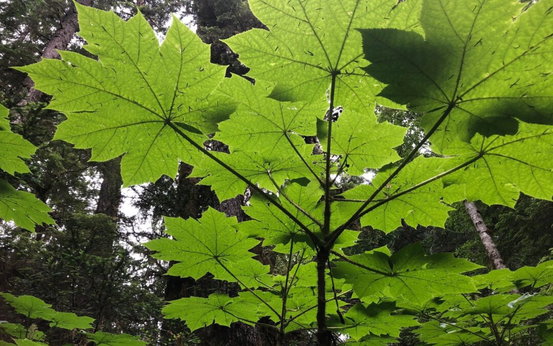 Western and Indigenous Worldviews