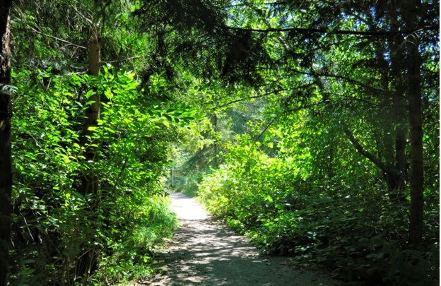 The Collective Spirit behind an Urban Forest