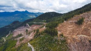 Clearcut in old growth forest on Vancouver Island