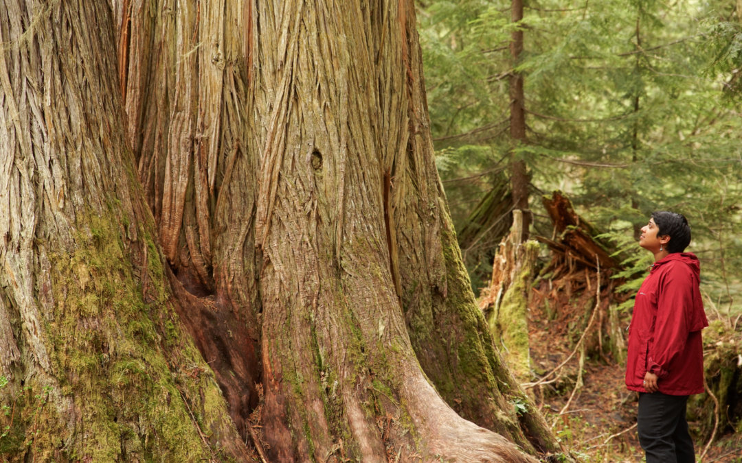 The next issue of the GTEC Reader focuses on Forests through Stories, Reports, Commentaries, Poetry and Art