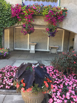 Flowers in an Urban Garden