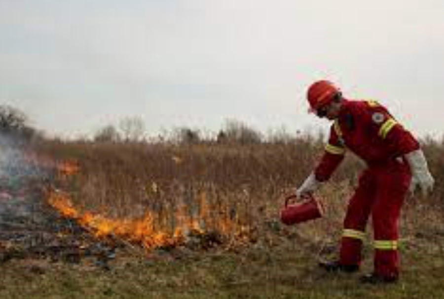 Deliberately burning grasses. Prescribed burn.