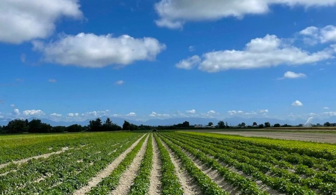 COP28 Food and Climate Change Declaration