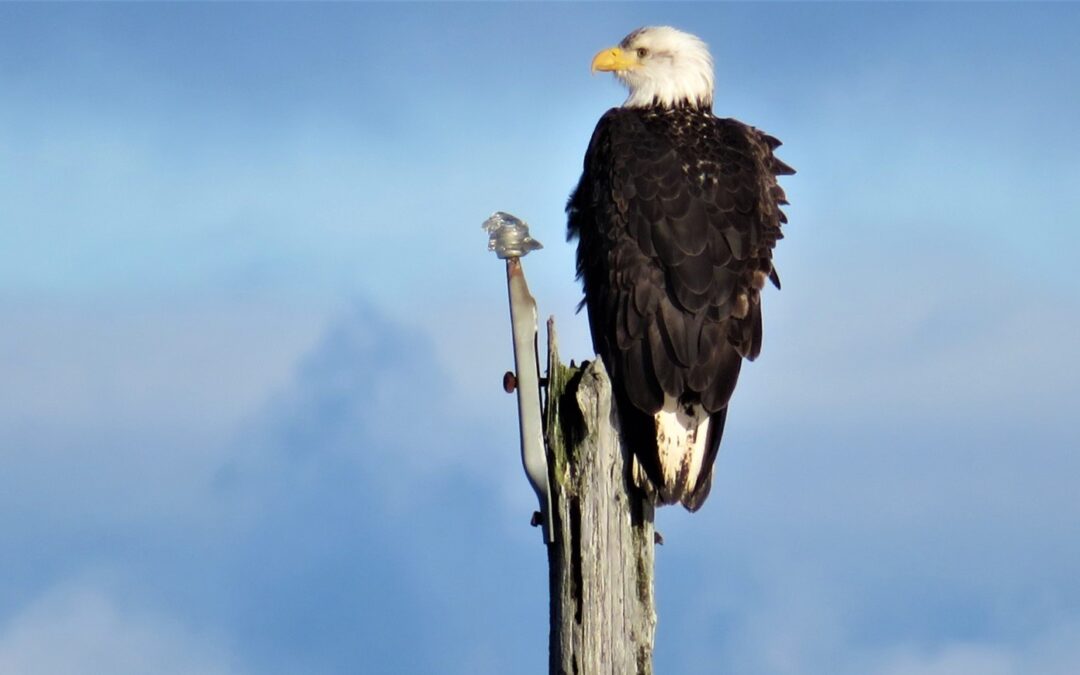 What if… ? Recent Climate Fiction