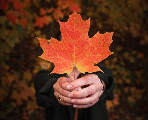 Maple Leaf signifying Canada