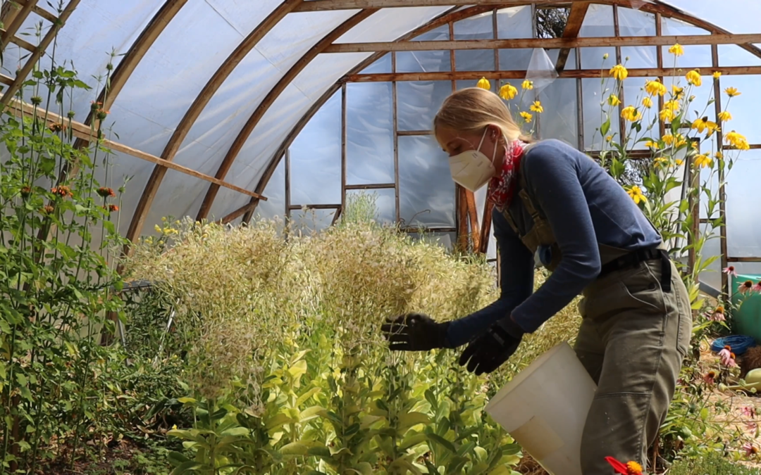 Saving Seeds For A Sustainable Future(with video)