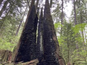 burnt tree from forest fire due to climate crisis