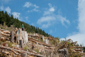Old Growth clearcut Vancouver Island