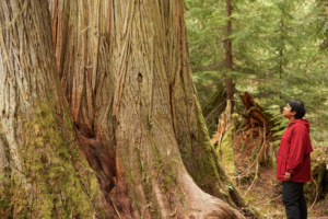 Image of North-central B.C. old-growth forest needing protection of clearcutting