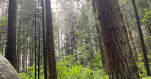 on spiritual health fog through trees