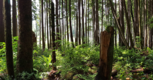 image of serene forest setting to depict the co-design of climate distress services