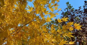 yellow maple leaves in November