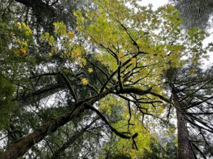 Broad leaf trees mixed with conifers in forest