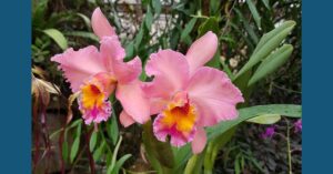 picture of flowers in memory of Carolyn Kenny on Truth and Reconciliation day