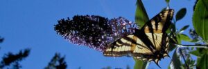 butterfly image depicting hopefulness by Su Schnee for Hopeful True climate books