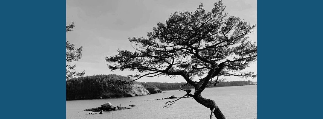 Our Last Tree