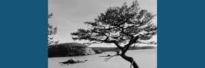 image of tree symbolizing Our Last Tree