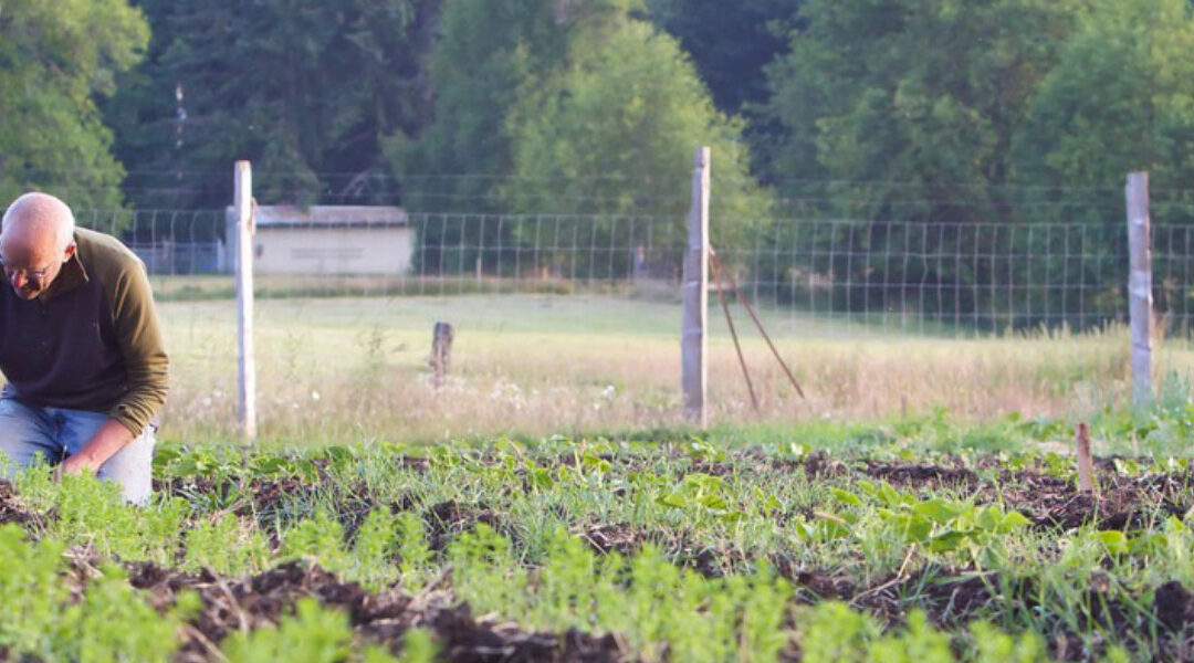 A Story of Abundance: Salt Spring Seeds
