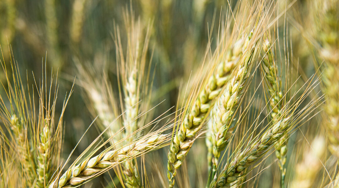 Overhauling The Food System