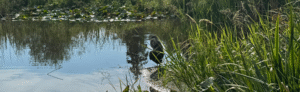 Find the Heron series, photograph suschnee for artmaking process blog