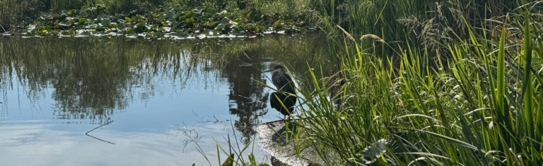 Find the Heron series, photograph suschnee for artmaking process blog