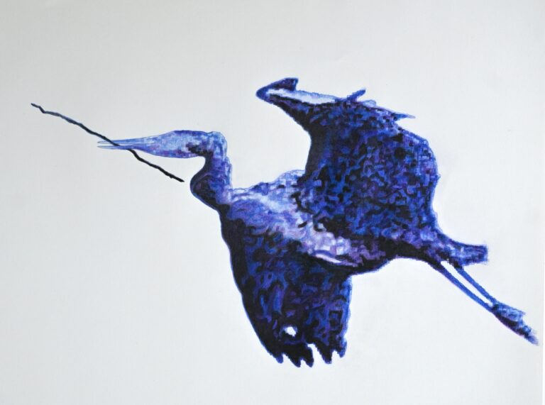 Blue heron with Branch, colour pencil on paper 2025, suschnee for tshirt