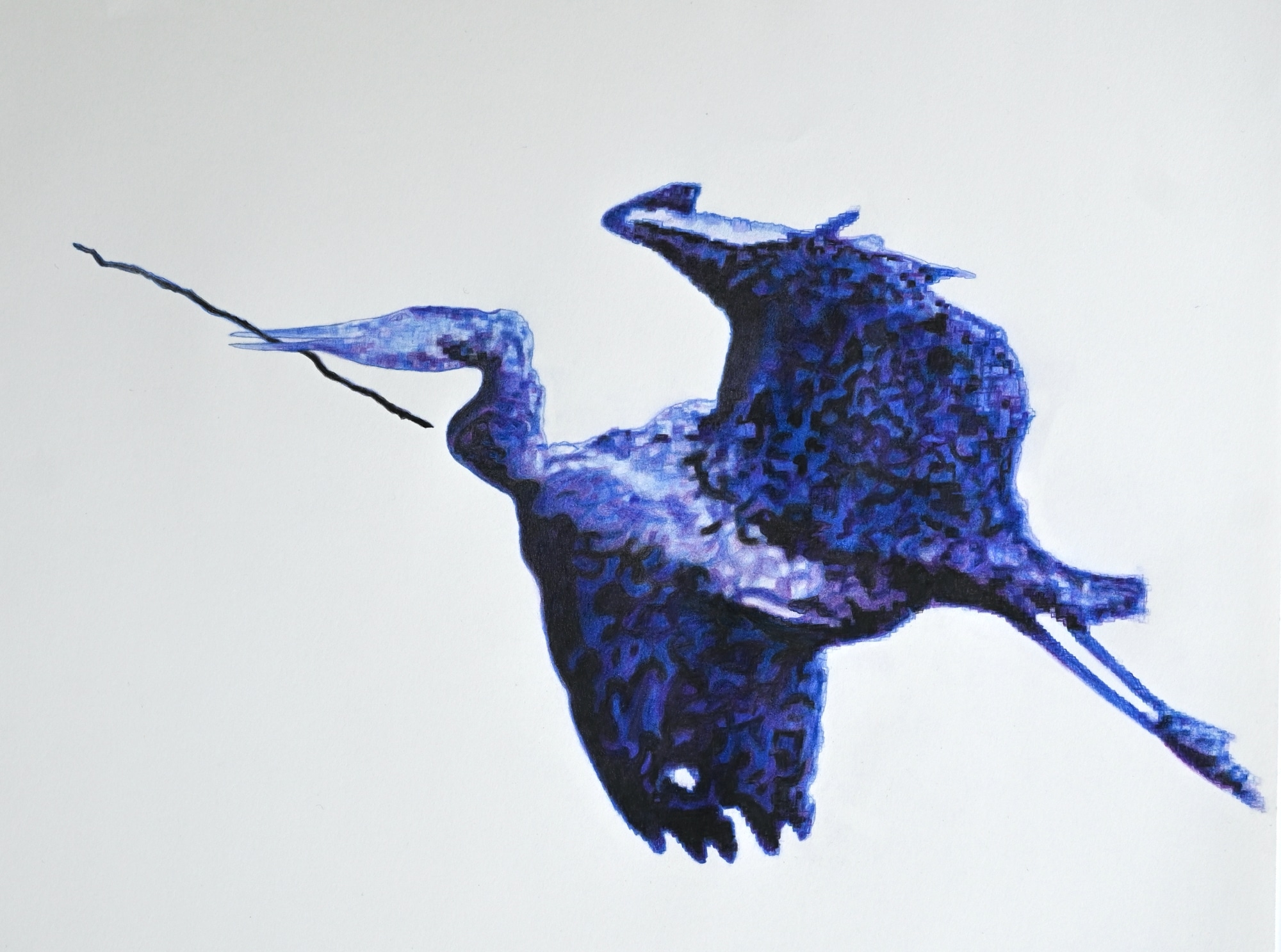 Blue heron with Branch, colour pencil on paper 2025, suschnee for Art making process blog