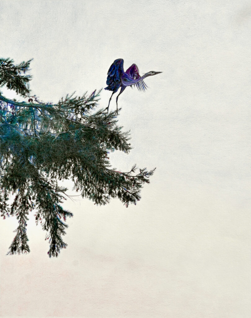 Blue heron lifts her long wings, colour pencil on paper 2024, suschnee for Art making process blog