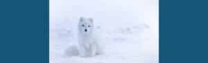 image of Arctic fox in snowy backdrop