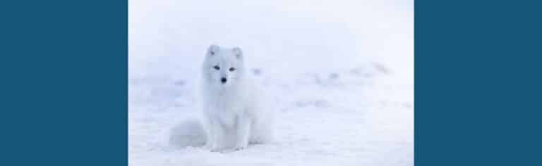 image of Arctic fox in snowy backdrop