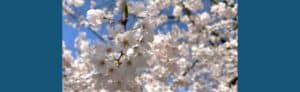 Image of cherry blossoms that will be in bloom at the cherry blossom festival